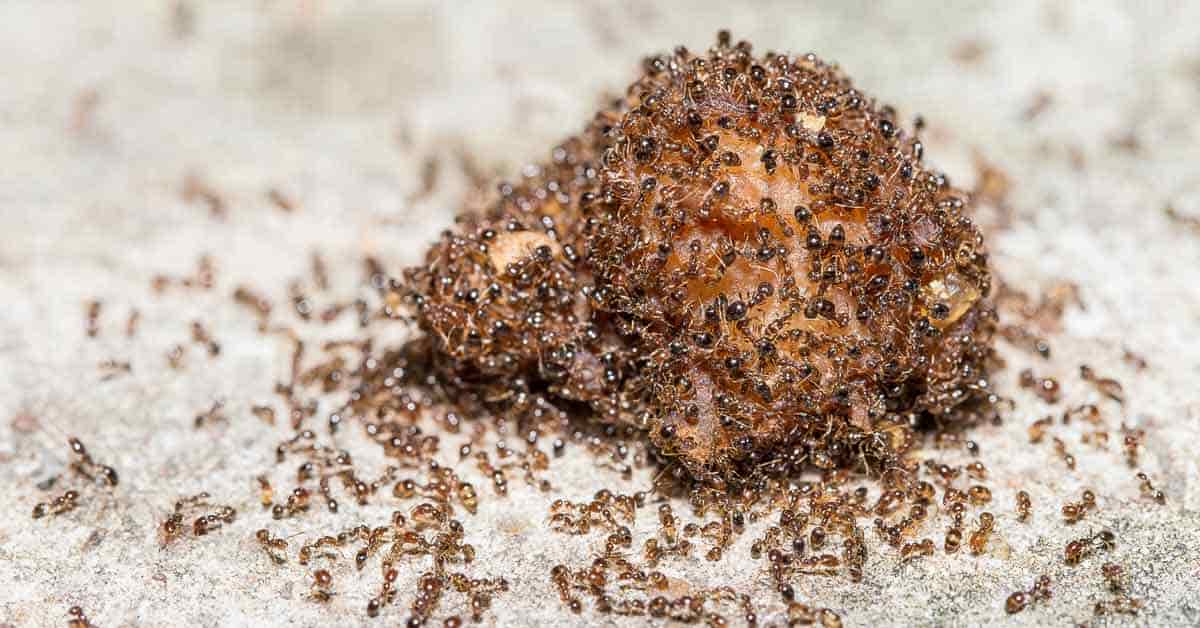ant pest control service removing ants from kitchen and home