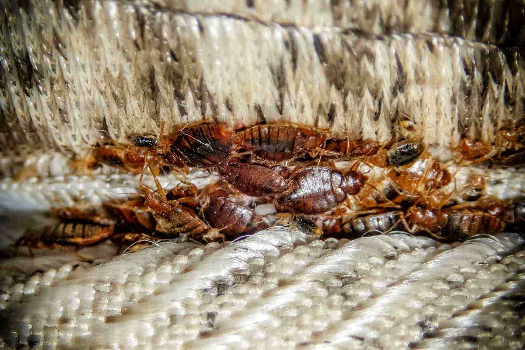 bed bug pest control treatment for mattress and bedroom