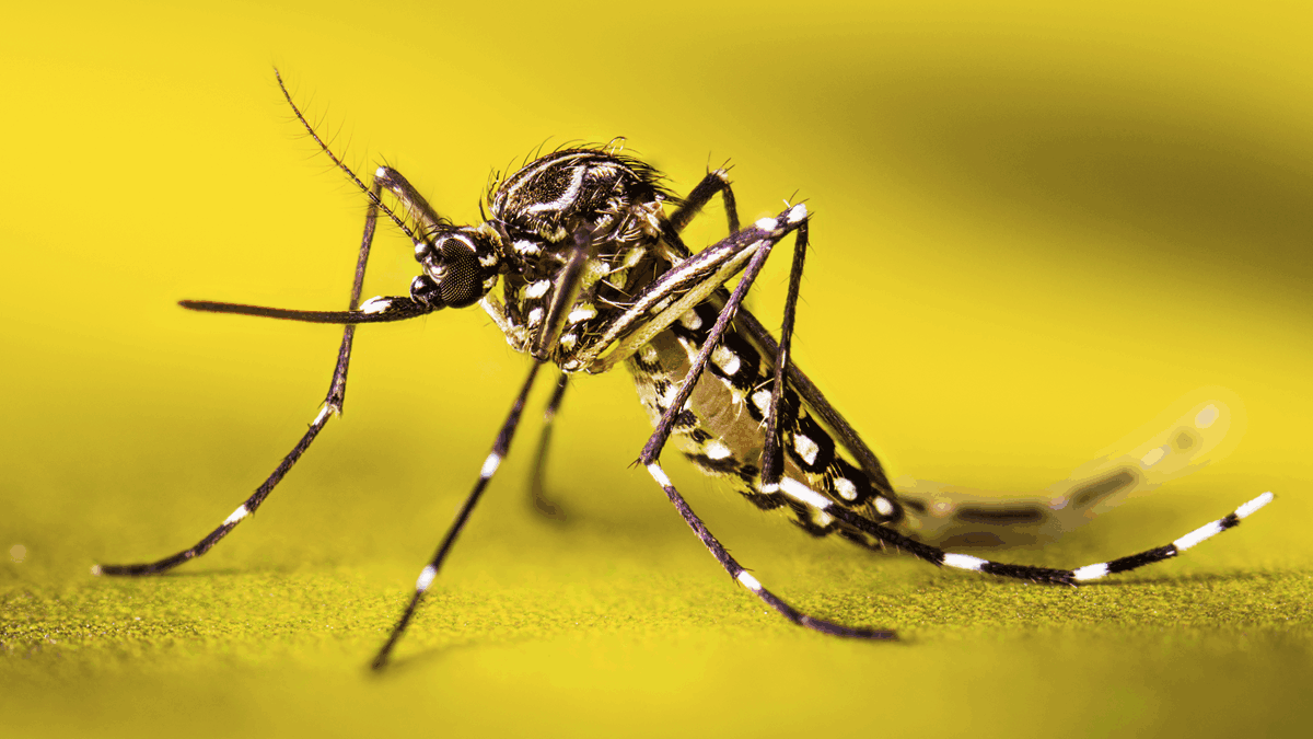 mosquito pest control treatment preventing dengue and malaria mosquitoes