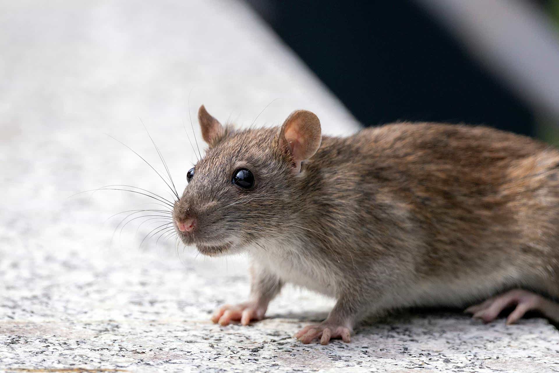 rodent control service removing rats mice bandicoots and squirrels