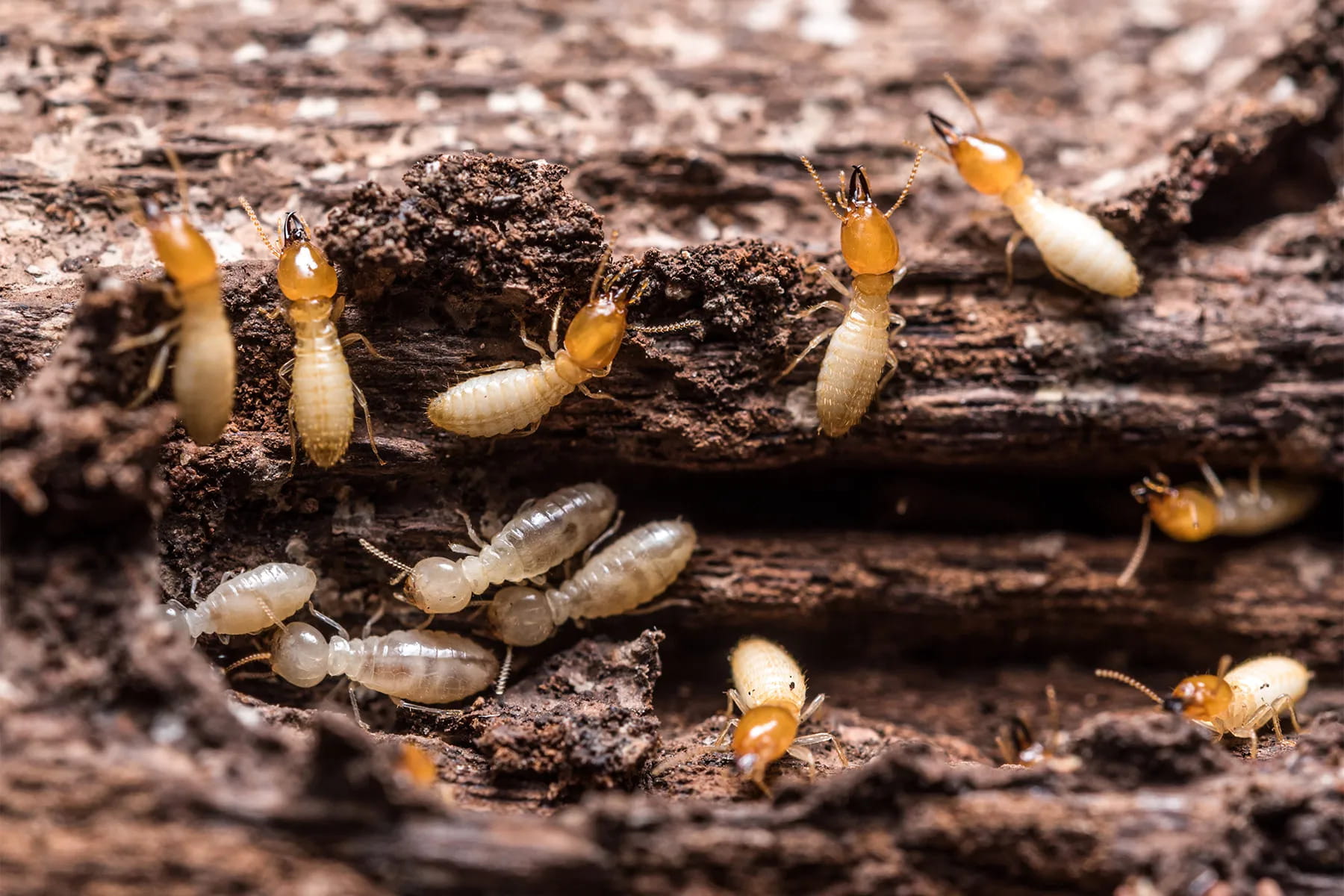 termite pest control treatment protecting wooden furniture and structures