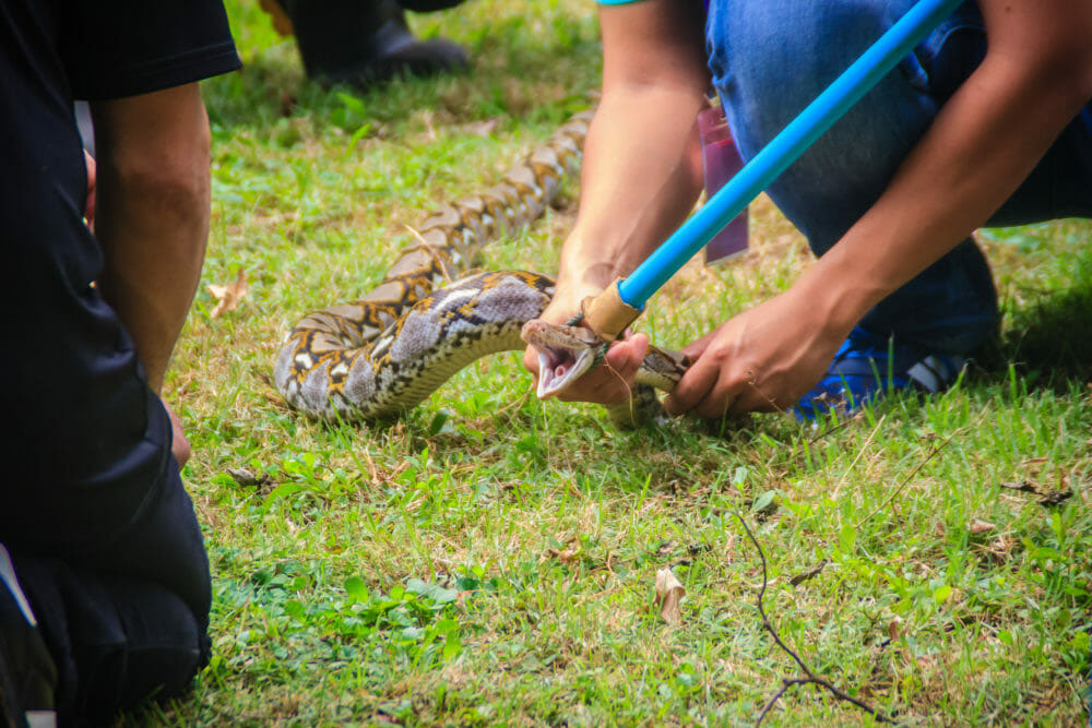 Snake Removal Services | Safe & Emergency Snake Catching Experts